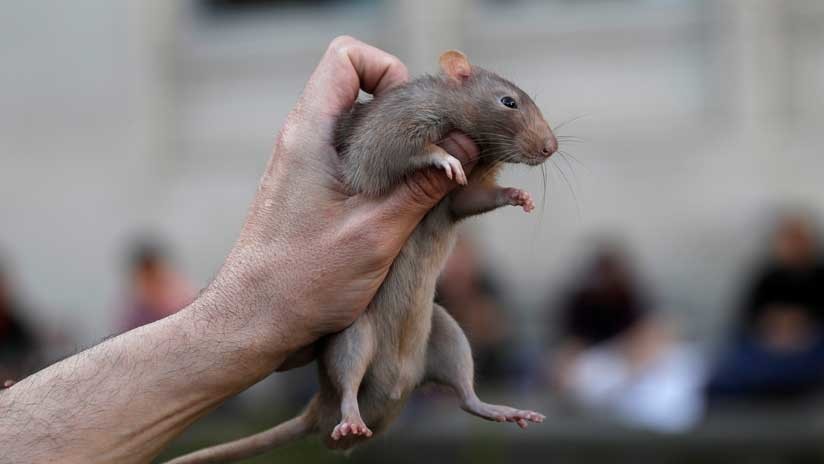 Fotos: Hordas de ratas gigantes invaden una ciudad britÃ¡nica