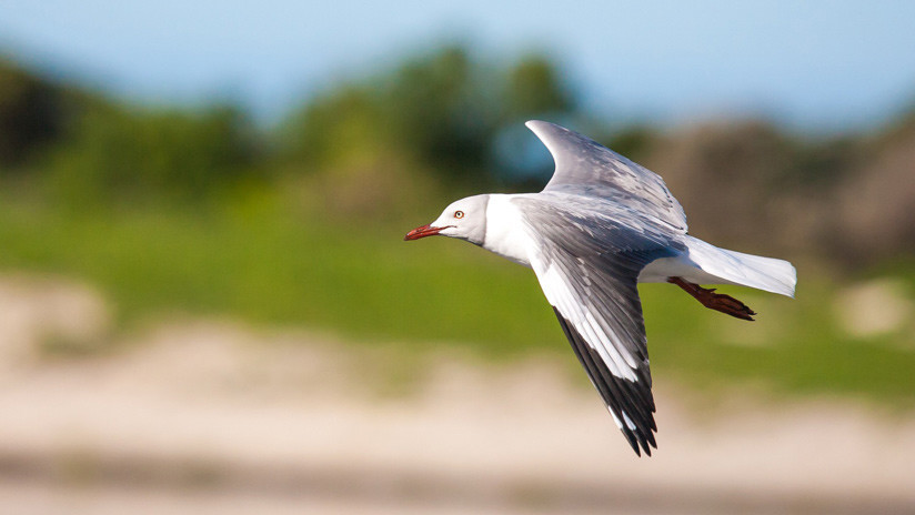 VIDEO: Una gaviota agresiva ataca un automóvil Lexus