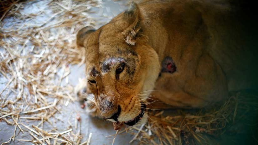 FOTO: Un zoo filipino condena a una leona a una muerte cruel por estar ciega