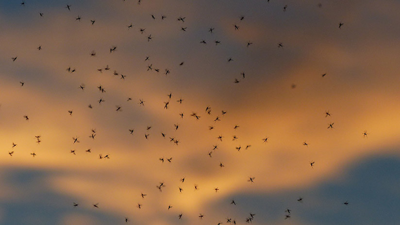 VIDEOS: Vecinos de una ciudad rusa temen salir a la calle por una invasión de mosquitos bíblica