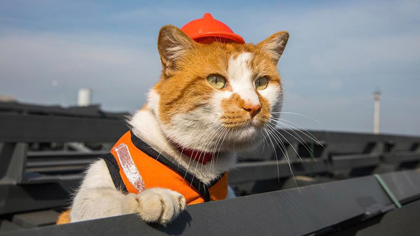 The Washington Post: El puente de Crimea no lo inauguró Putin, sino... ¡un gato! (FOTO)