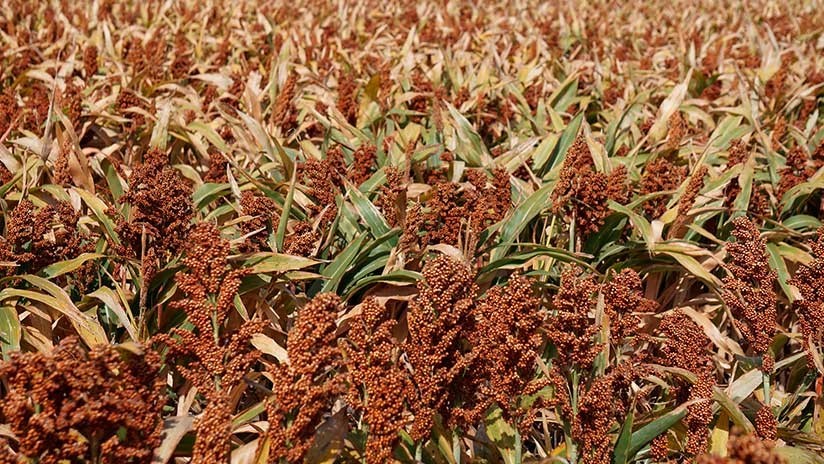 China decide suspender las medidas contra la importación de sorgo de EE.UU.