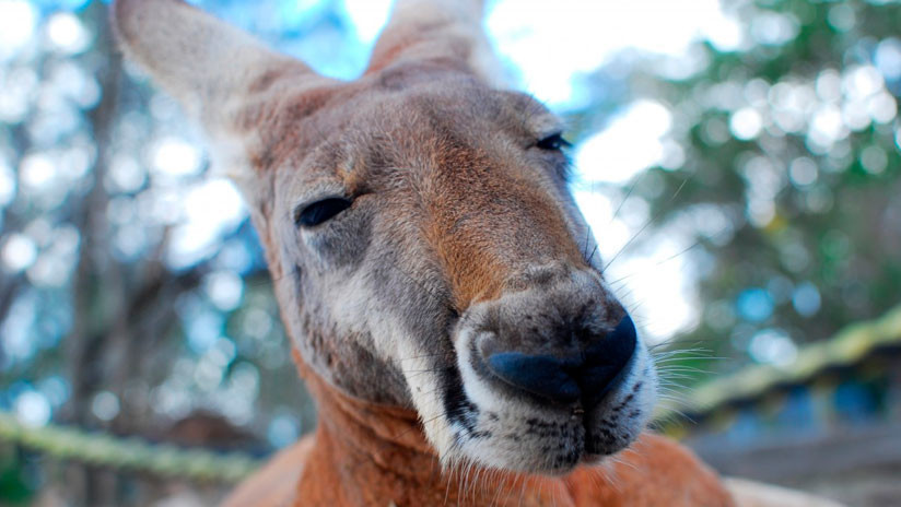 FUERTES IMÁGENES: Un flechazo atraviesa a una canguro y deja atrapado en la marsupia a su cachorro