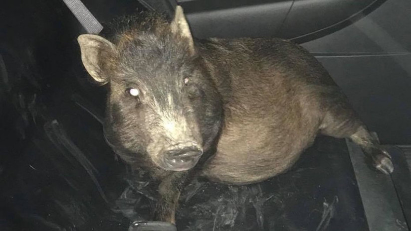"No sé qué hacer": Un hombre llama a la Policía porque un cerdo lo persigue