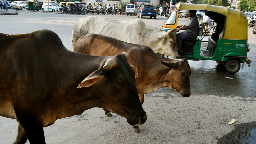 Multitud lincha hasta la muerte a un musulmán en la India por matar a una vaca