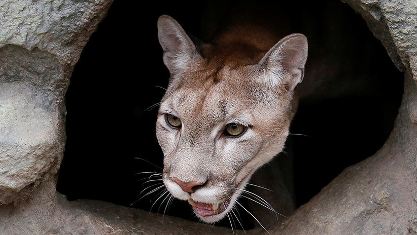 Un puma mata a un ciclista y hiere a otro en EE.UU. (fotos)