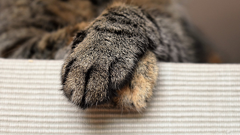 'Me quedan seis': Un gato es atravesado por una flecha y sobrevive (FOTO)