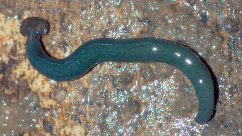 FOTOS: Estos enormes gusanos depredadores procedentes de Asia invaden Francia