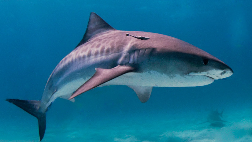 FUERTES IMÁGENES: Saca un botín espeluznante del estómago de un tiburón