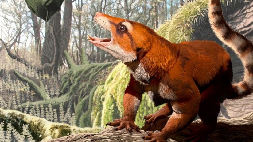 Hallan fósil de un mamífero que obliga a replantear uno de los mayores procesos geológicos