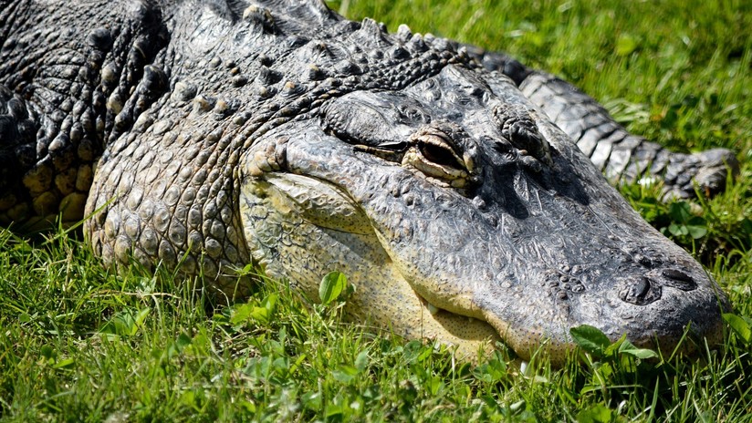 VIDEO: Capturan junto a una escuela de Florida a una caimán preñada