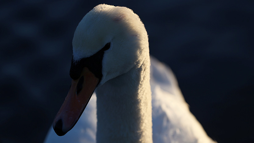VIDEO: Un cisne intenta desesperadamente rescatar a su amigo enterrado en cieno