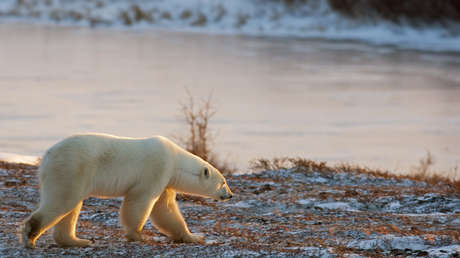 Un oso polar camina sobre la tundra congelada esperando a que la bahía de Hudson se congele en Mantioba, Canadá, el 14 de noviembre de 2007. 