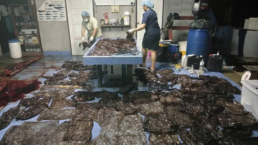 IMÁGENES IMPACTANTES: Una ballena muere en Tailandia con 80 bolsas de plástico en el estómago