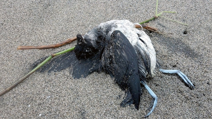 La misteriosa muerte de miles de aves en la costa Pacífica de EE.UU. anuncia un cataclismo