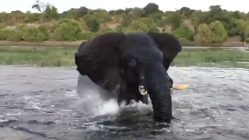 VIDEO: Un elefante encolerizado arremete contra un bote de turistas durante un safari