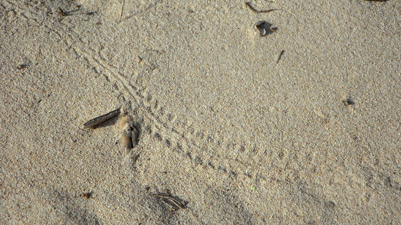FOTO: Encuentran las huellas más antiguas del planeta, que cambiaron la Tierra