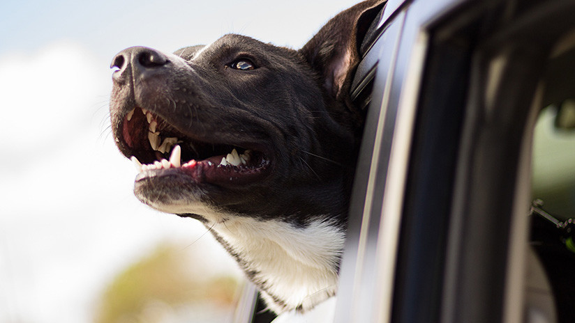 FUERTE VIDEO: Un perro se arroja desde una camioneta que viaja a mÃ¡s de 100 km/h
