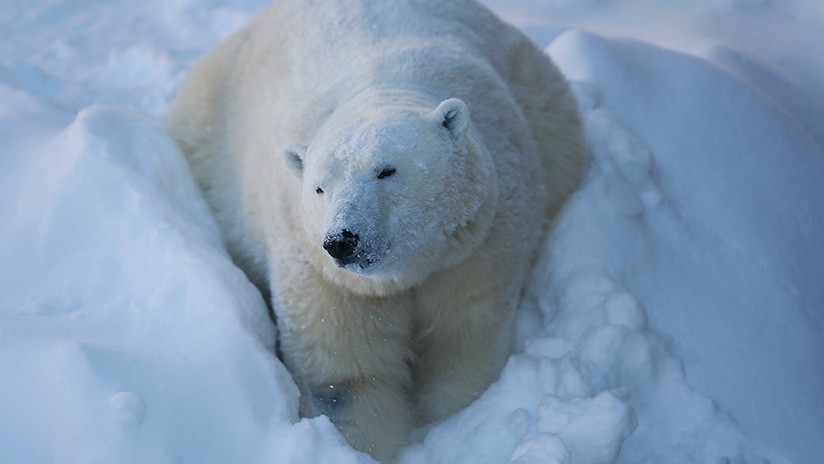 VIDEO: Un oso polar se atasca en la ventana de un almacén tras comer chocolate