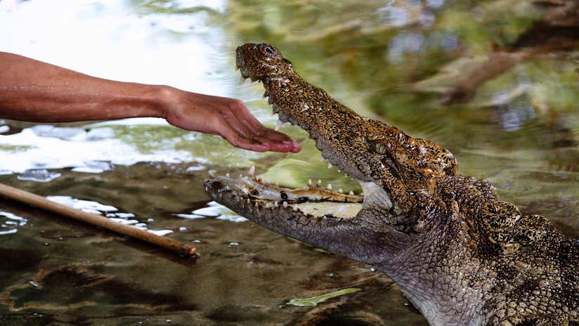FOTO: Le propone matrimonio a su novia dentro de un estanque con cocodrilos y por poco le sale caro