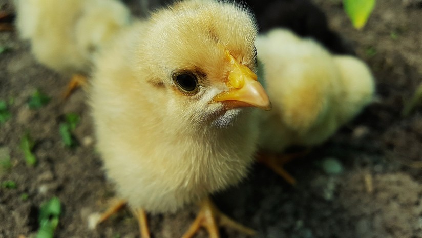VIDEO: Miles de pollitos reciÃ©n nacidos de huevos desechados invadieron una ciudad georgiana