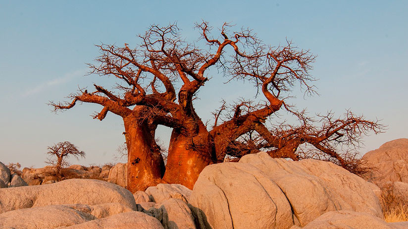 Los legendarios baobabs de Ãfrica se mueren y nadie sabe por quÃ© 