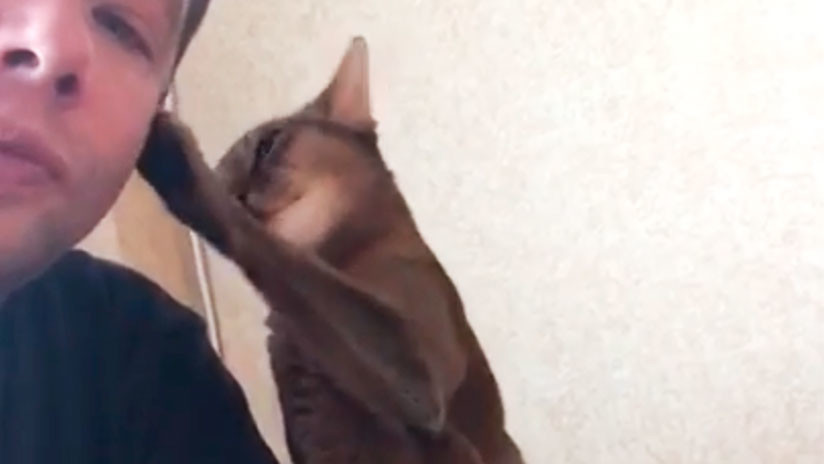 VIDEO: Un gato le muestra todo su afecto a su dueño… para conseguir un apetitoso pollo asado