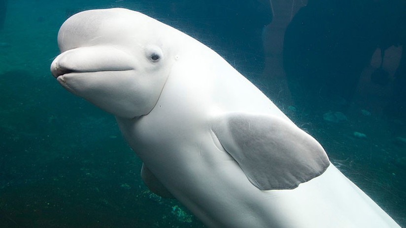 VIDEO: Le pinta los 'labios' a una beluga (y causa polÃ©mica)
