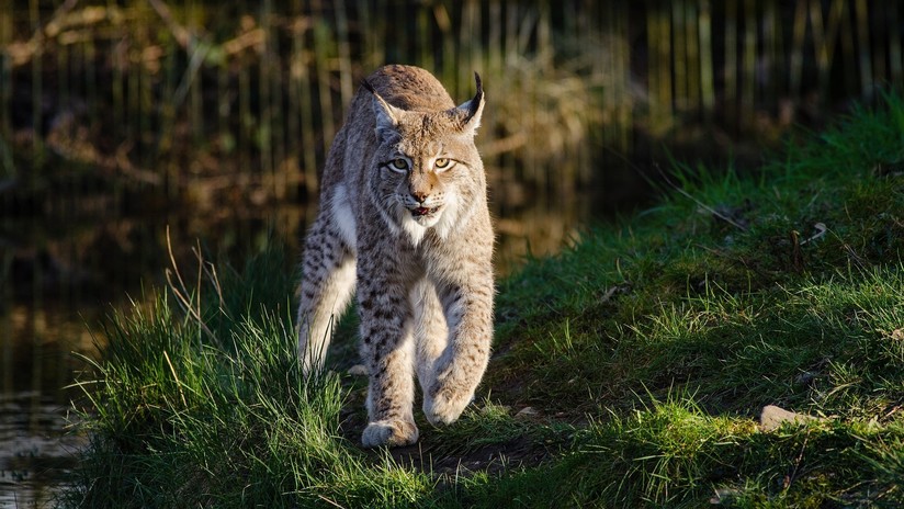 FOTOS: Abuela estrangula con sus propias manos a un lince que la atacó