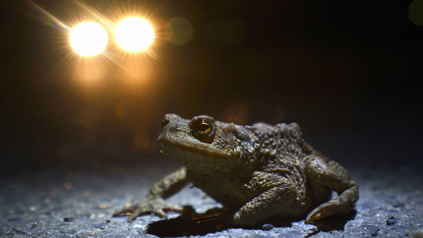 Los animales salvajes se están volviendo cada vez más nocturnos por culpa del hombre