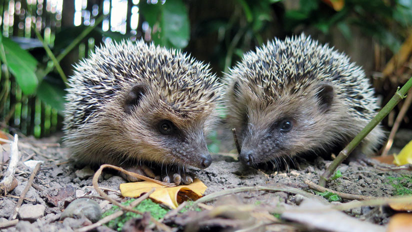 Los dos mamíferos se recuperan de la resaca en el zoológico de una ciudad de Alemania.