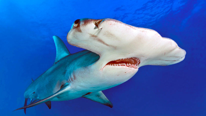 VIDEO: Un tiburÃ³n martillo y un sÃ¡balo protagonizan una encarnizada pelea
