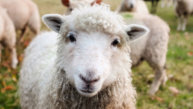 VIDEO: Una genial oveja abre una puerta con la boca