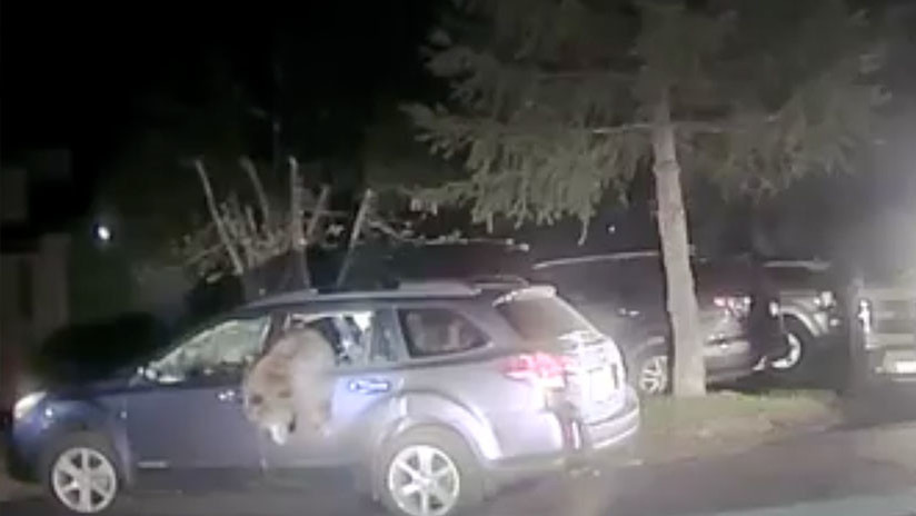 VIDEO: Un policÃ­a rescata a un oso atrapado dentro de un coche en EE.UU.