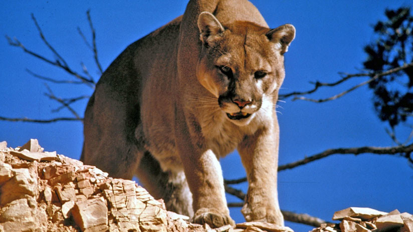 Un argentino caza un puma en una reserva natural, sube sus fotos a Facebook y es condenado a prisión