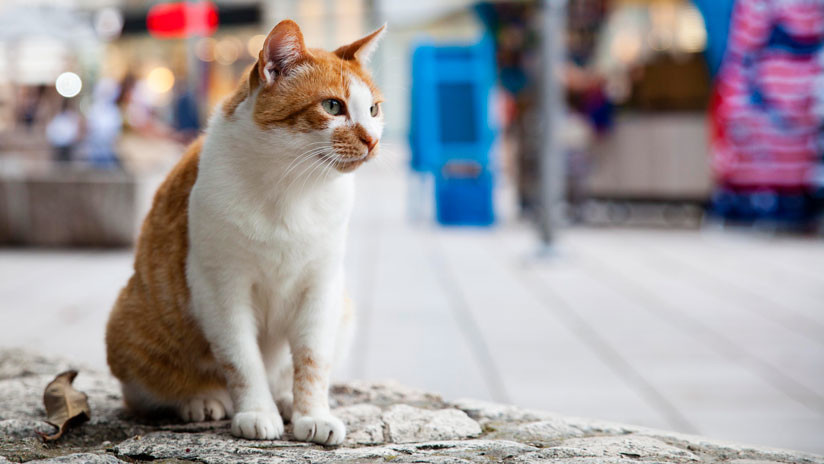 Un hombre mata a 1.100 gatos y vende su carne como alimento en Kenia (FOTO 18+)