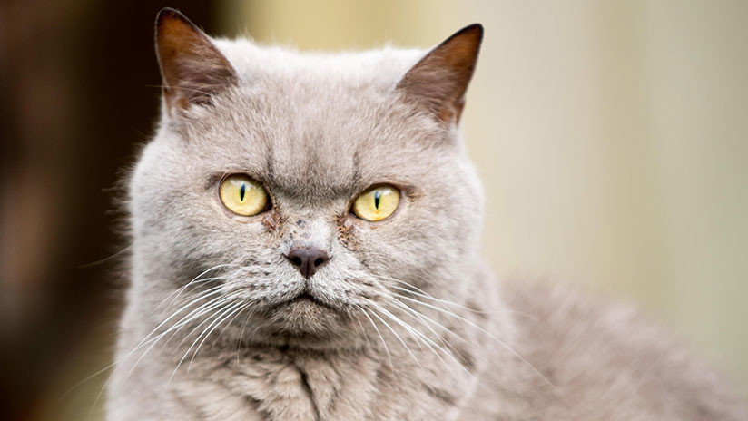 A la cárcel tras robar cientos de miles de libras a su empresa para comprarse gatos con pedigrí