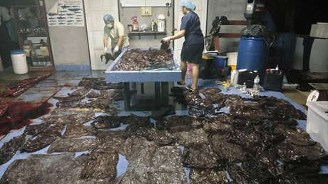 IMÁGENES IMPACTANTES: Una ballena muere en Tailandia con 80 bolsas de plástico en el estómago