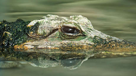 Como hacer bajar de peso mi gator