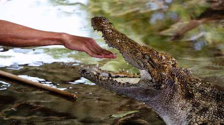 FOTO: Le propone matrimonio a su novia dentro de un estanque con cocodrilos y por poco le sale caro