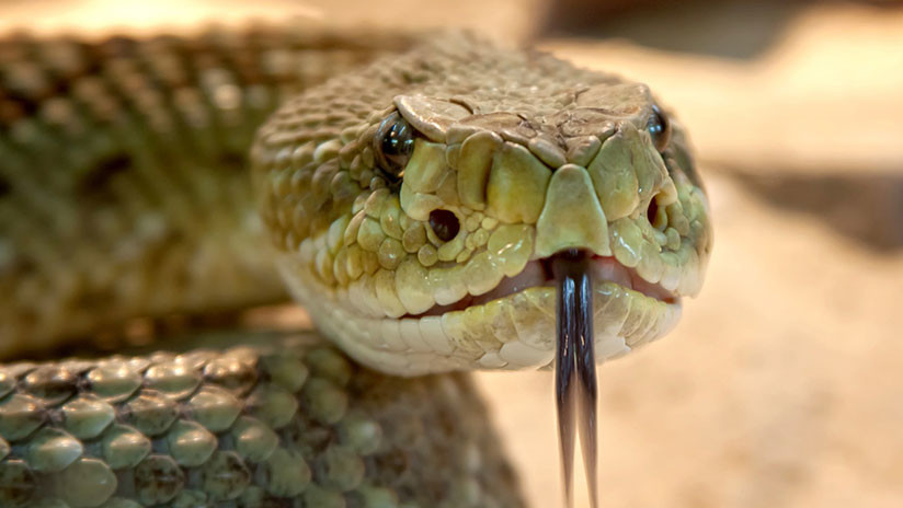 FOTOS: Un valiente perro es mordido por una serpiente al proteger a su dueña