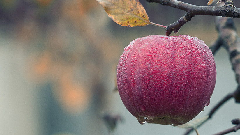 Descubren que una molécula presente en varios alimentos podría prolongar la vida hasta 5 años