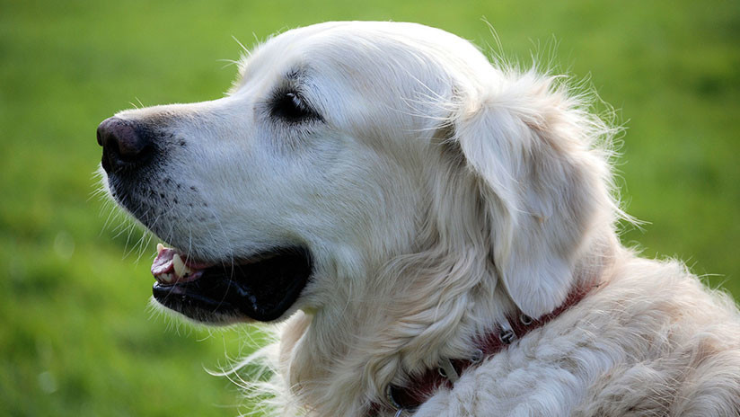 Un perro muere tratando de salvar a su dueño de electrocutarse
