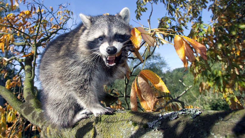 Mapache defiende a sus crías de las garras de un gato montés