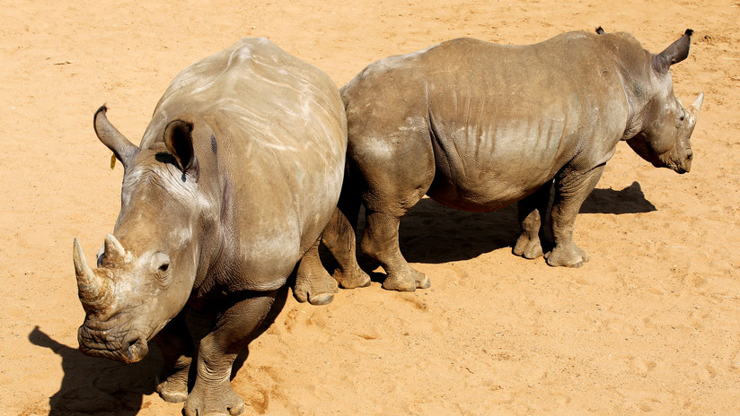 Logran crear embriones híbridos para salvar a uno de los mamíferos más amenazados del planeta