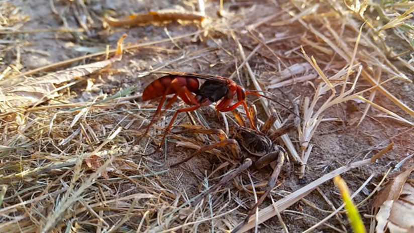 FOTO: Descubren en el Amazonas una avispa parasitoide con un enorme aguijón