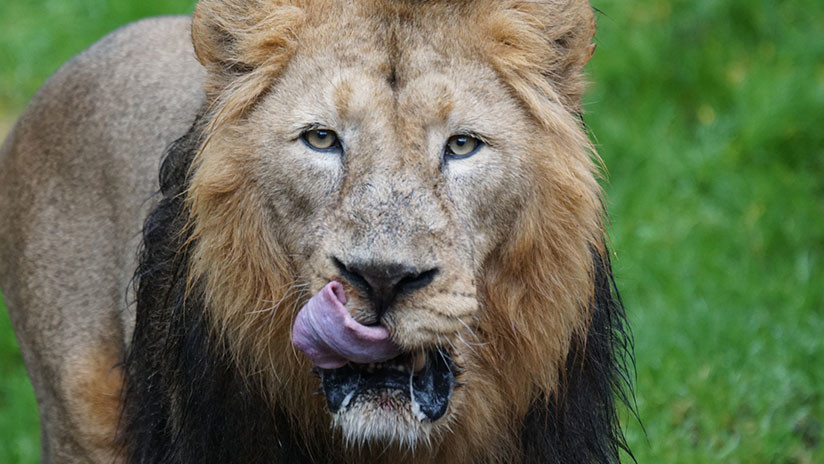 Unos leones devoran a tres cazadores furtivos que querÃ­an mutilar rinocerontes en SudÃ¡frica