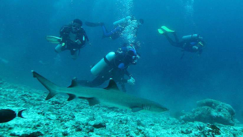 VIDEO: Un instructor de buceo impide que un tiburón muerda a su alumno