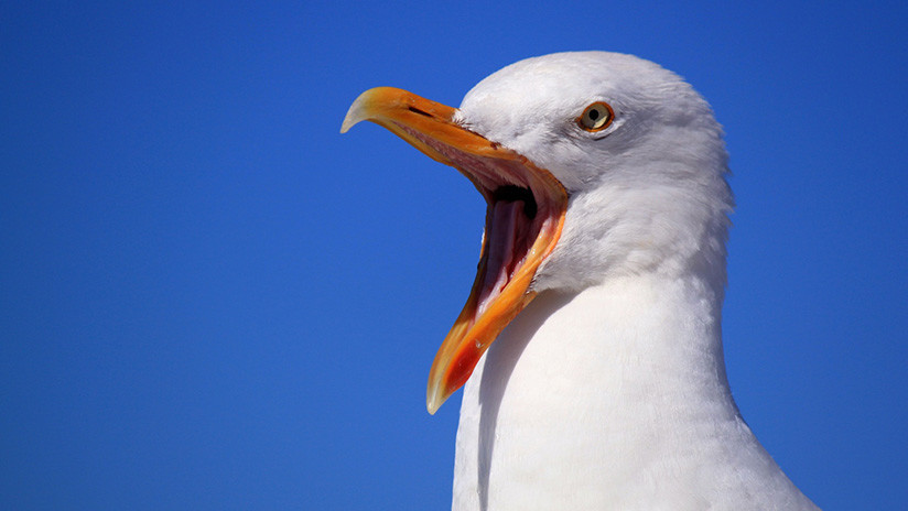 VIDEO: Una invasión de gaviotas borrachas causa preocupación en el Reino Unido