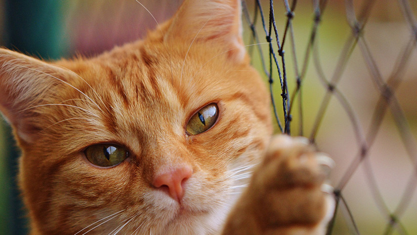 VIDEO: Un gato arruina la entrevista en vivo a un académico y se hace viral